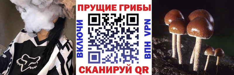 Галлюциногенные грибы Psilocybe  Болгар 